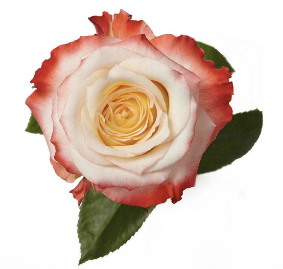 ROSE CABARET  - 50 CM